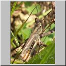 Chorthippus sp - Grashuepfer 07.jpg